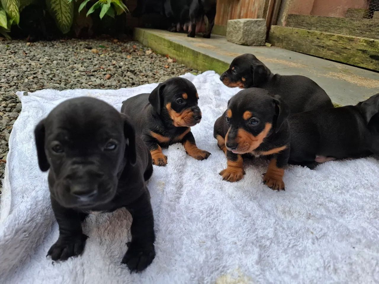 Filhotes de Dachshund "salsicha" Cofap teckel puro  - Foto 5