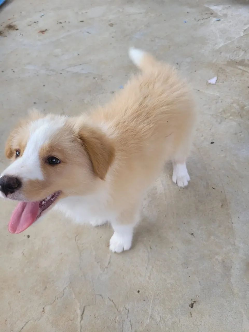 BORDER COLLIE - Foto 3