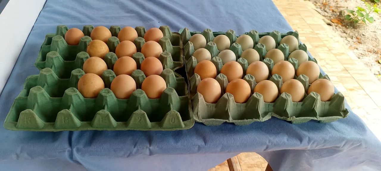Vendo ovos GSB raça puríssima  - Foto 2