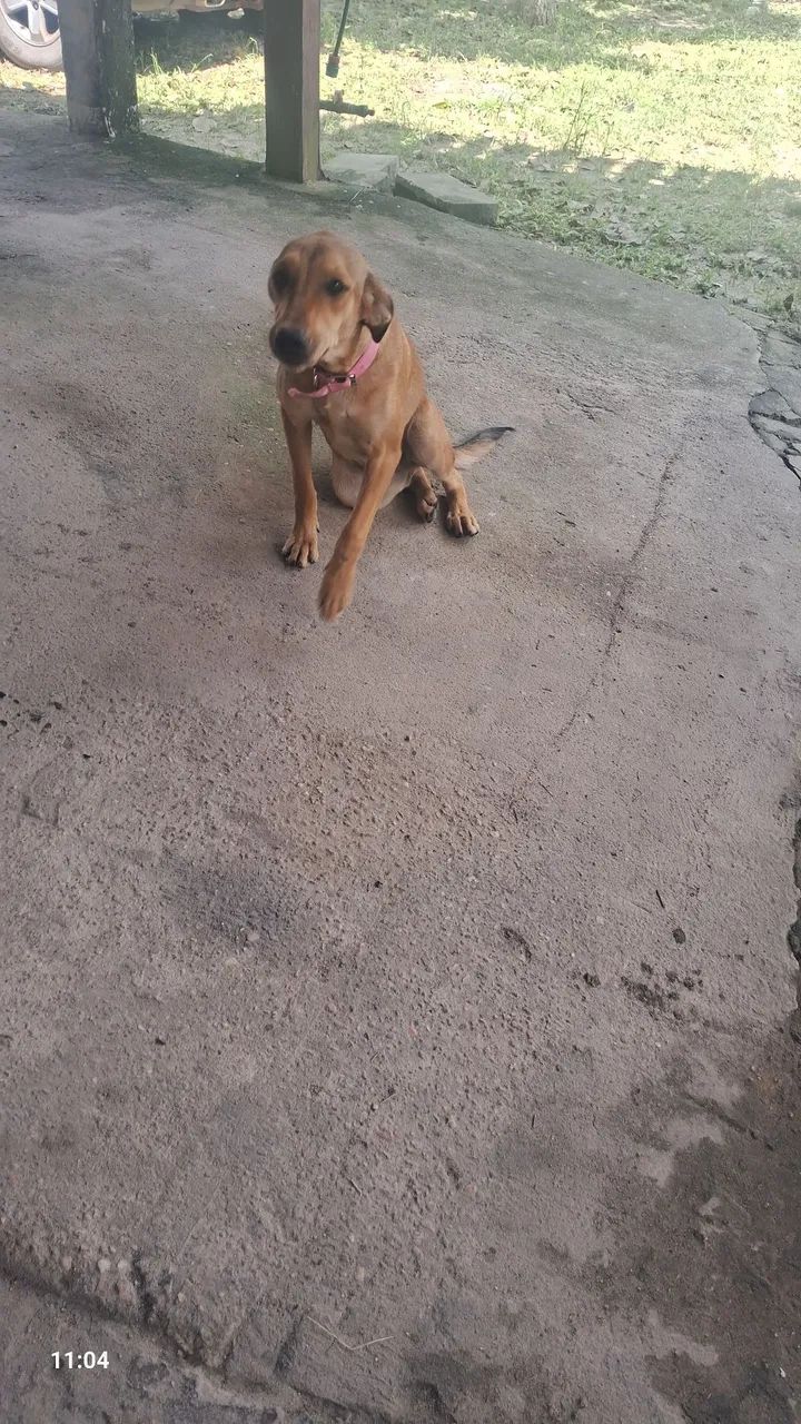 Raça não definida  - Foto 3