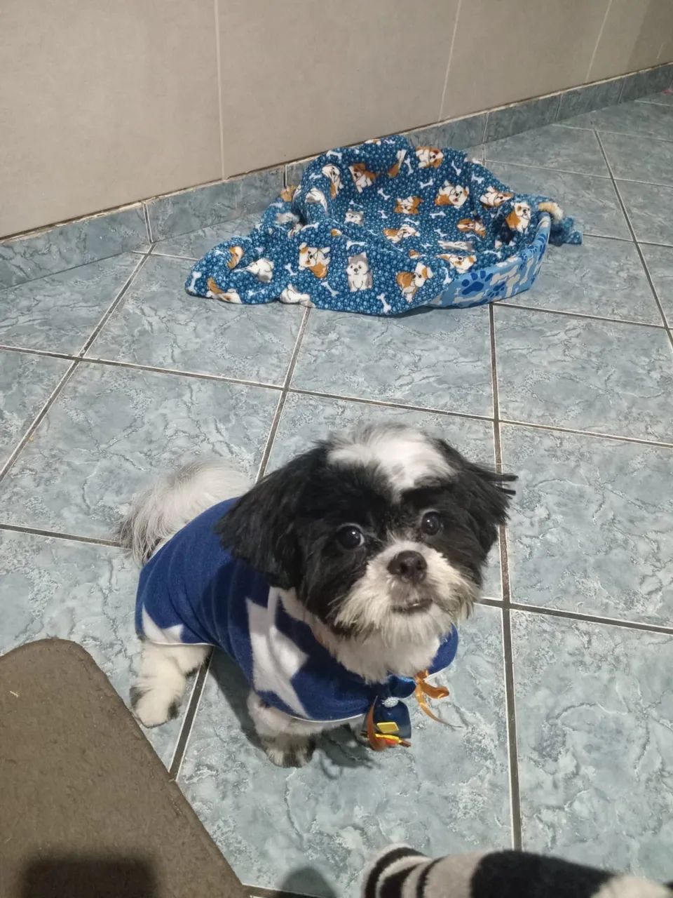 Cachorro shih tzu