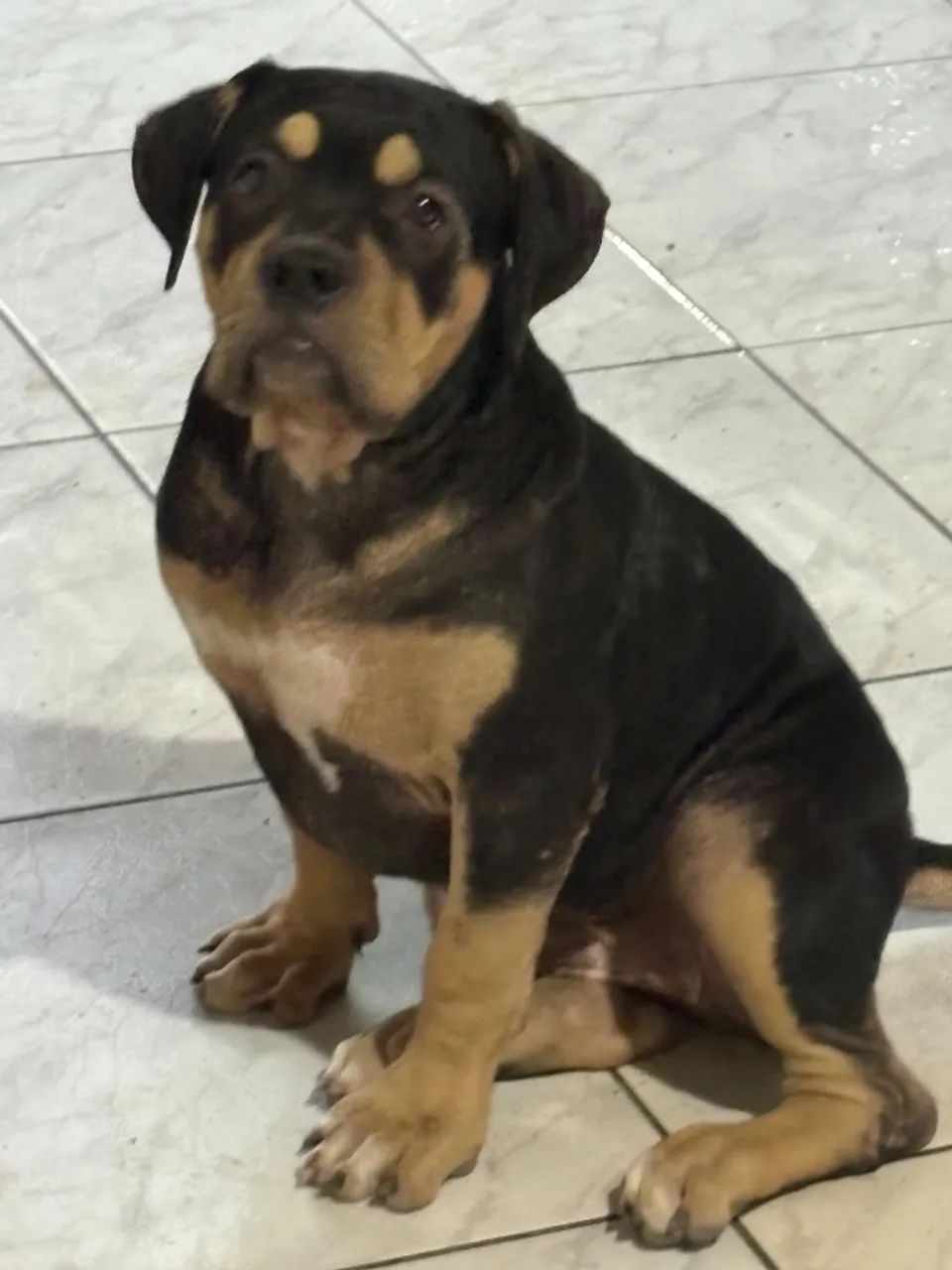 Vendo filhote  - Foto 3