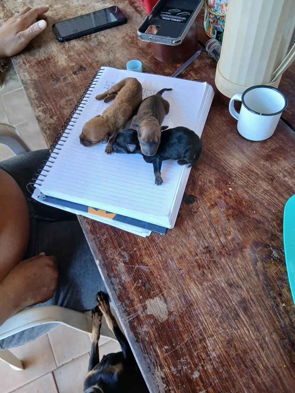 Animais  - Foto 2