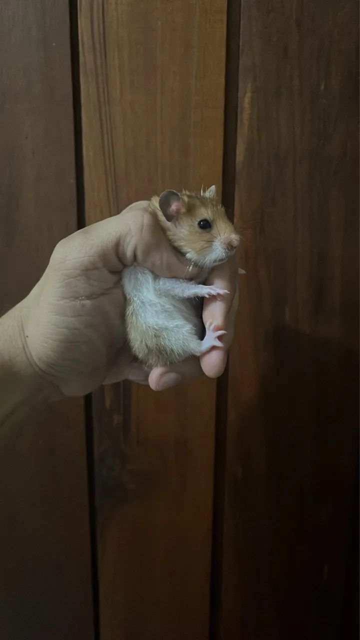 Hamster - Foto 4