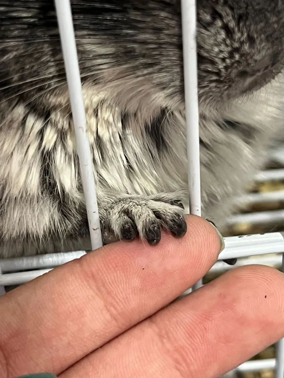 Vendo um amoroso, dócil e lindo chinchila!!! Seu nome é totoro - Foto 3