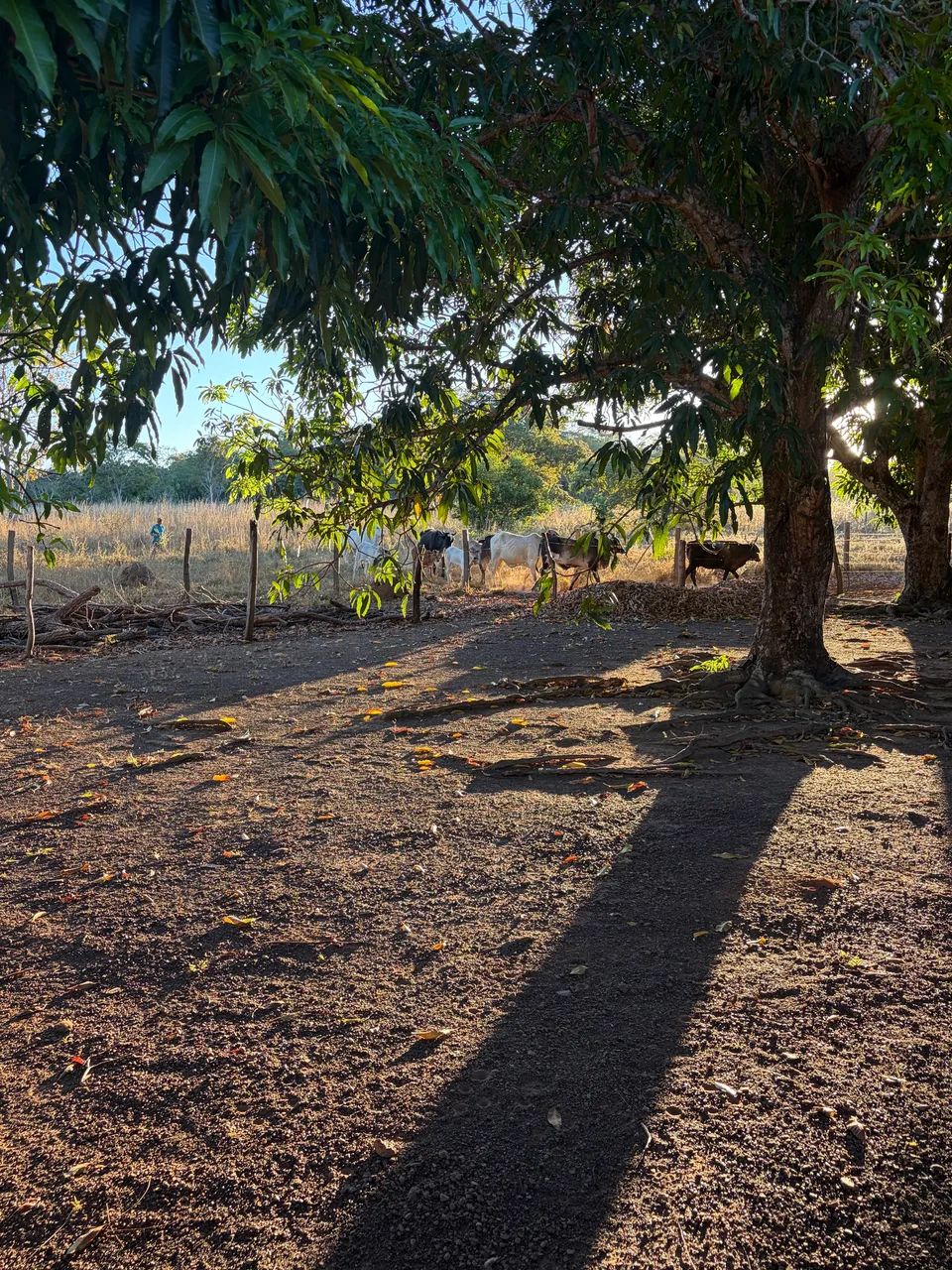Vendo chácara a 115 km de palmas - Foto 2
