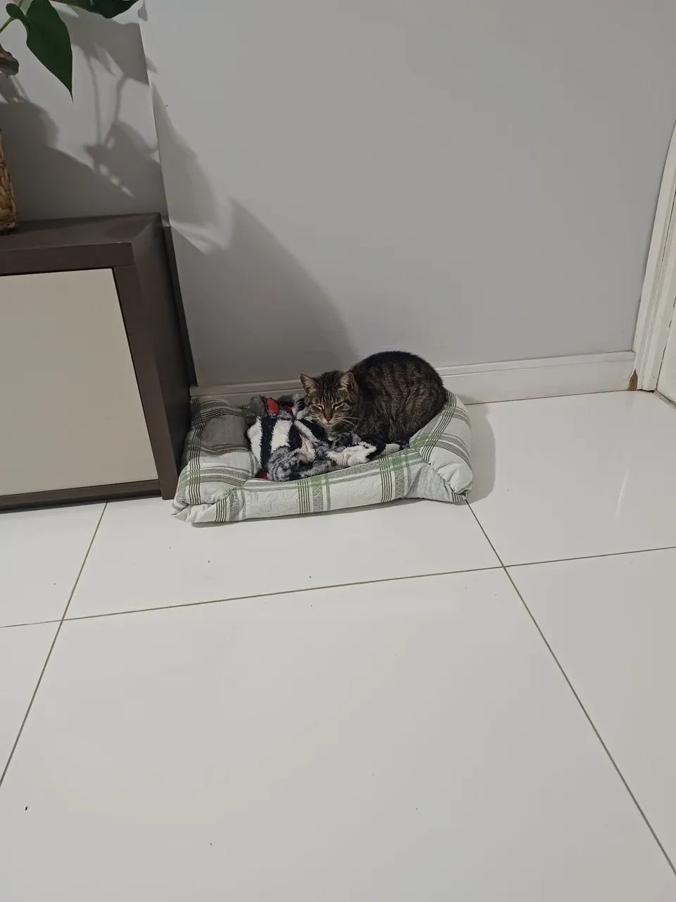 Amora procura um novo lar (Doa-se Gatinha) - Foto 3