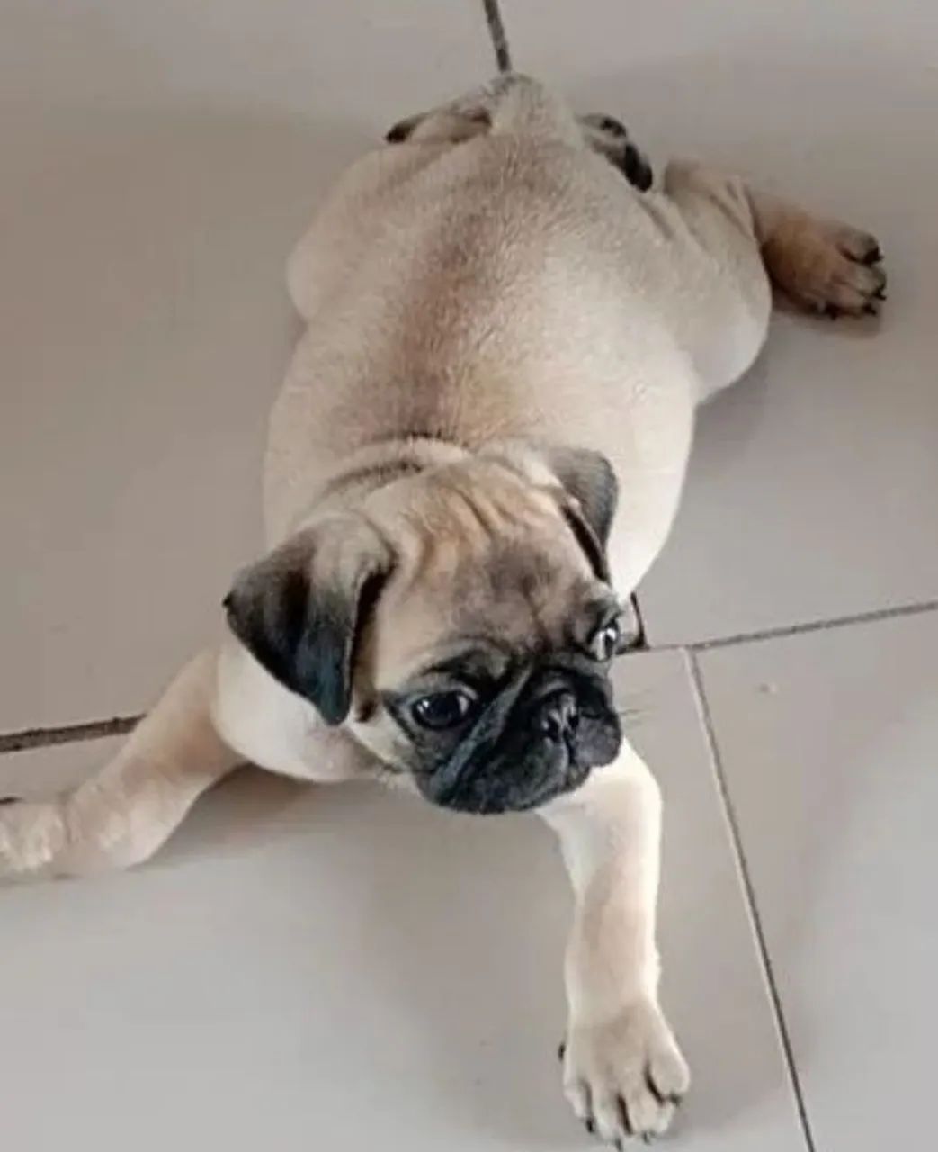 Pug macho 