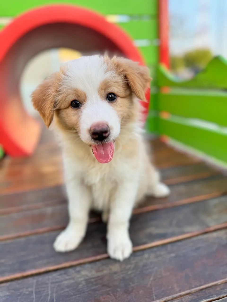 Border collie  - Foto 3