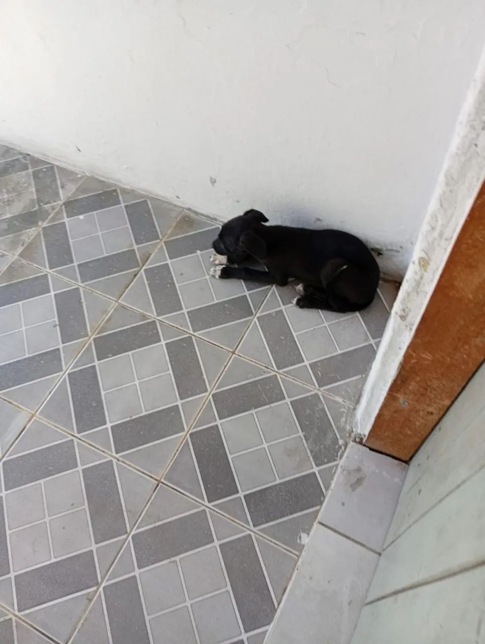 Doação dessa cachorrinha  - Foto 3