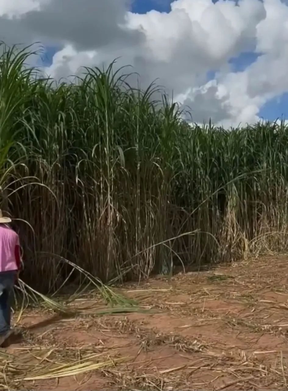 Chovendo e hora de plantar BRS CAPIAÇU DA EMBRAPA pra sorrir no próximo VERAO - Foto 2