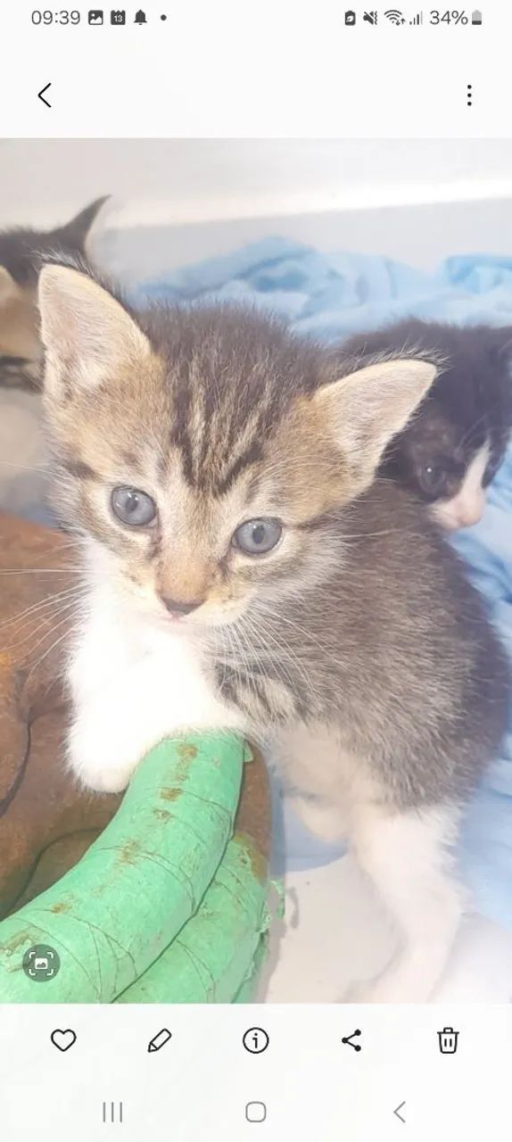 Lindos  gatinhos    são  três machos  duas femeas