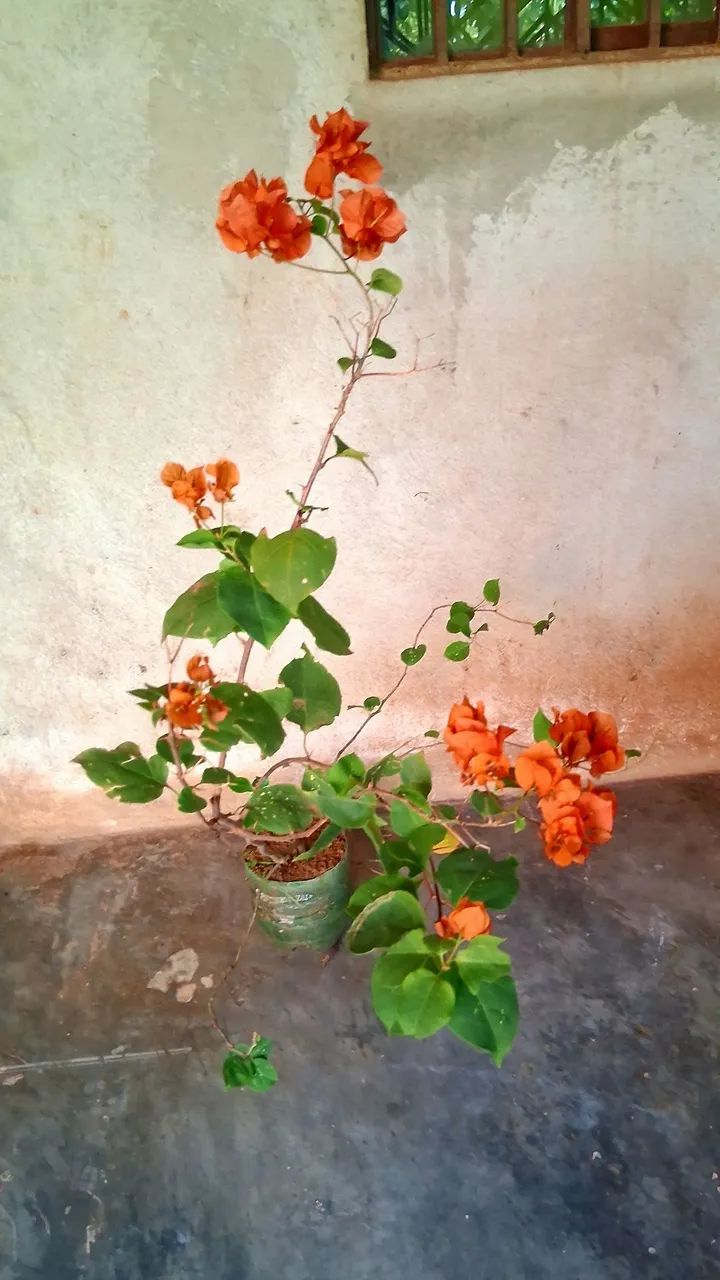 Primavera cor laranja  - Foto 2
