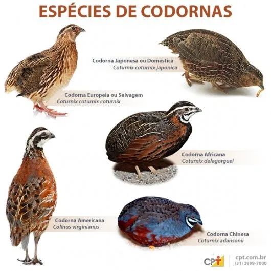 Codornas chinesas  - Foto 3