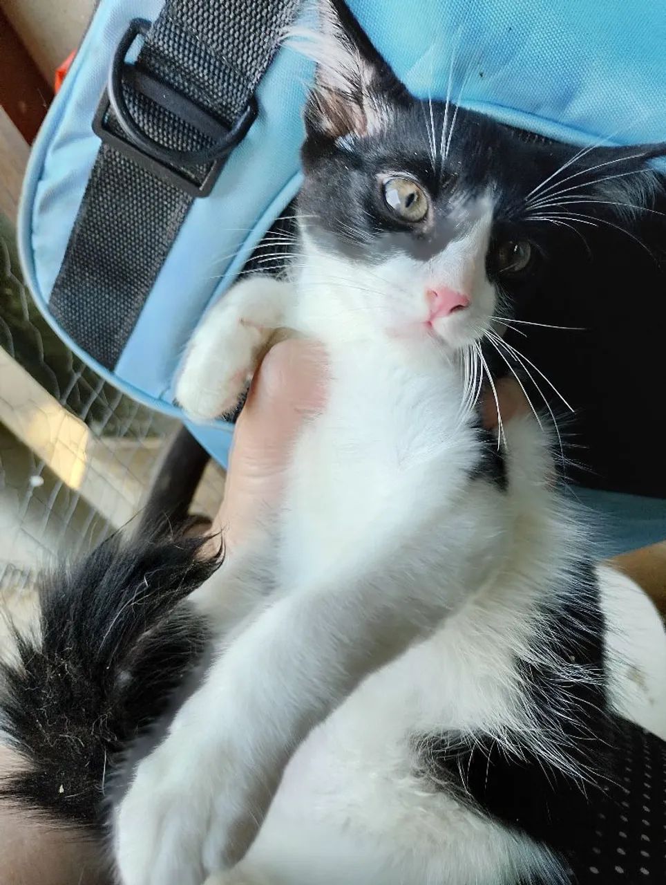 FILHOTES CASTRADOS E VERMIFUGADOS para adoção  - Foto 3