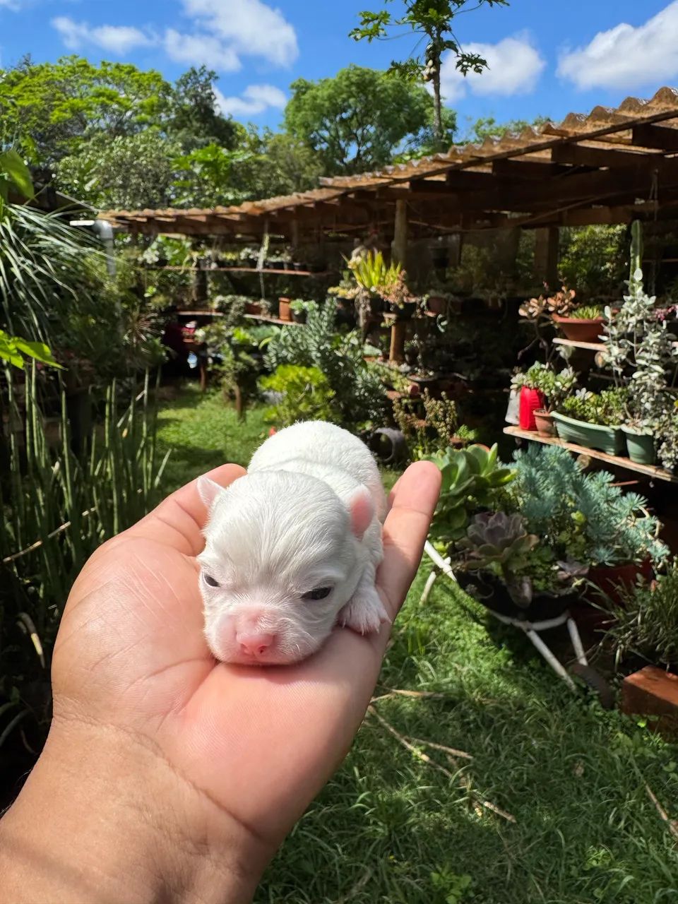 Chihuahua pelo longo  - Foto 2