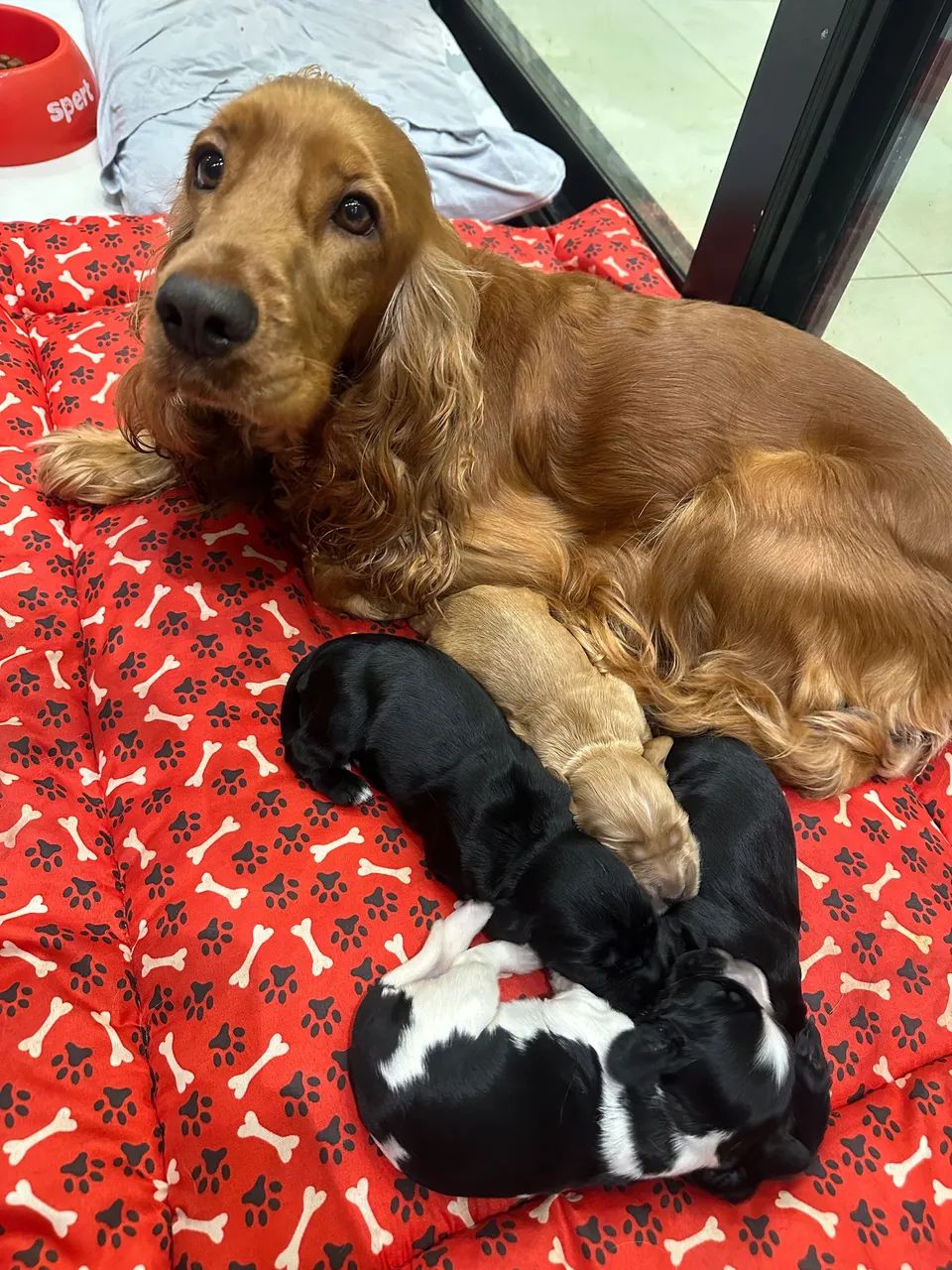 COCKER SPANIEL INGLÊS - MACHO E FÊMEA  - Foto 4