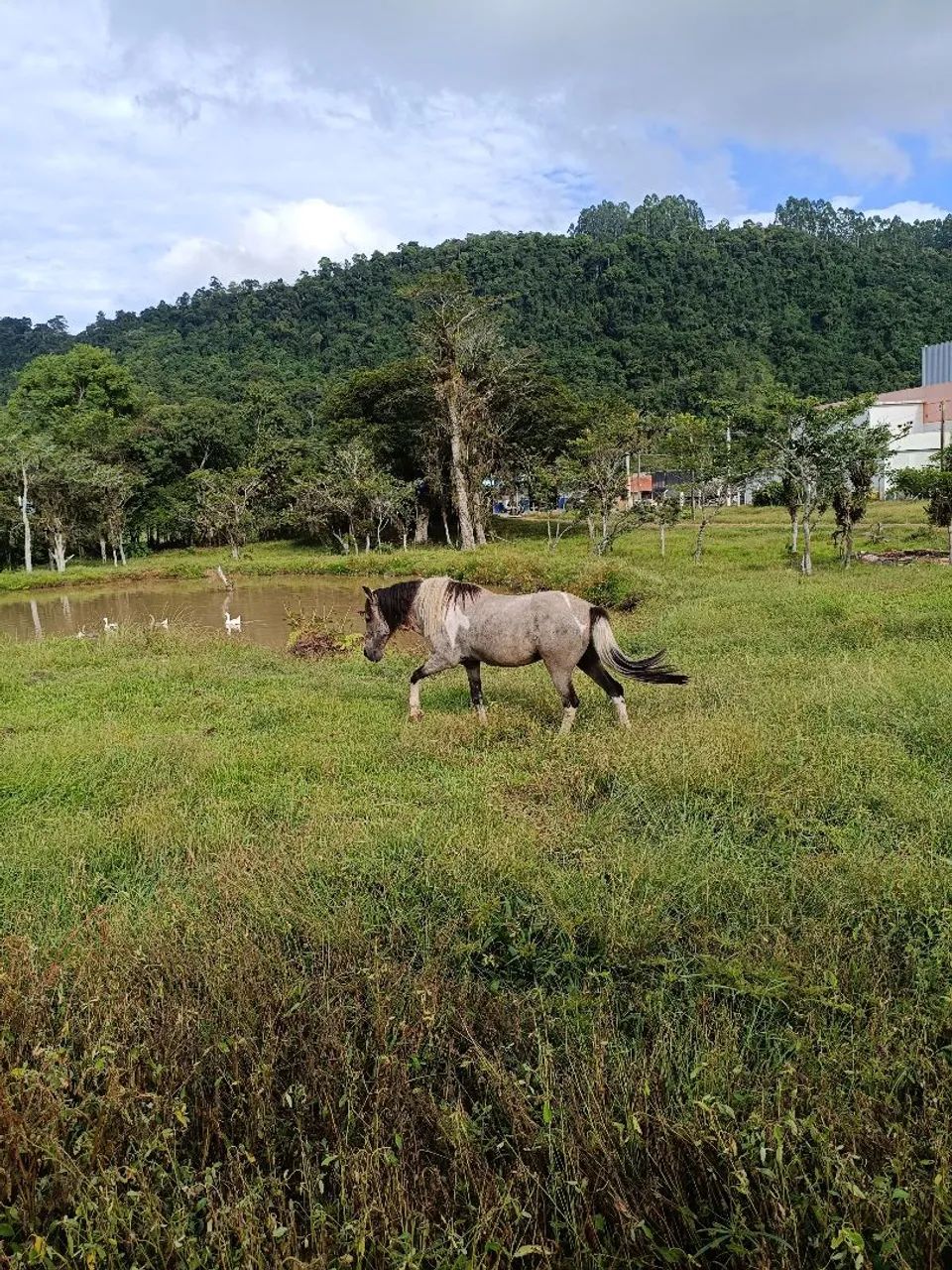 Cavalo petiço marchador  - Foto 3