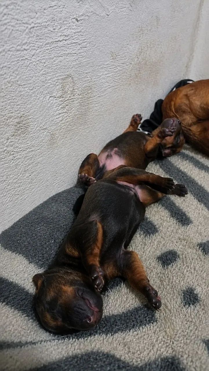 Dachshund 