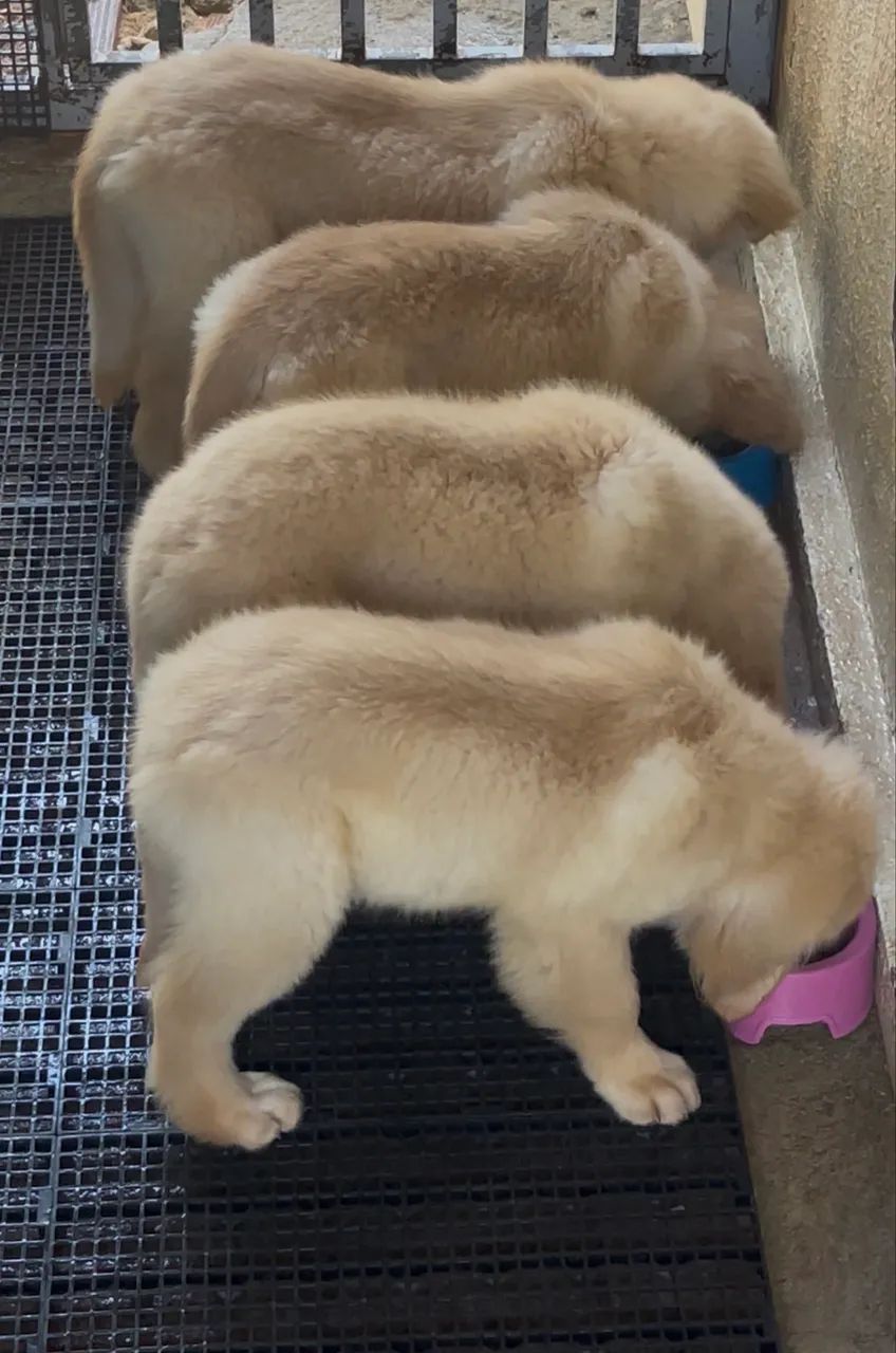 Filhotes de Golden Retriever- Alto Padrão de Qualidade - Foto 3