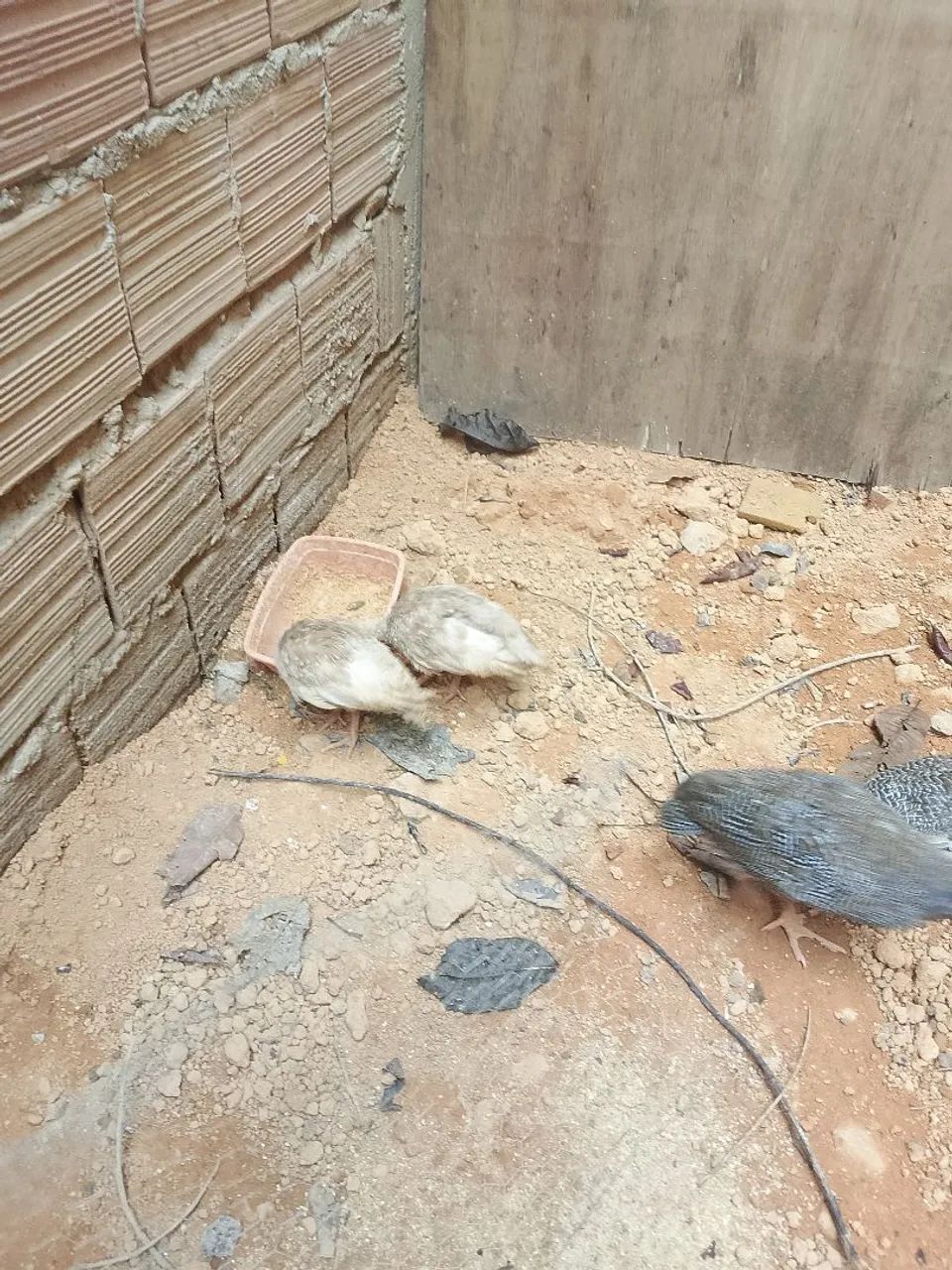 picotes,patos e perus bourbon - Foto 2
