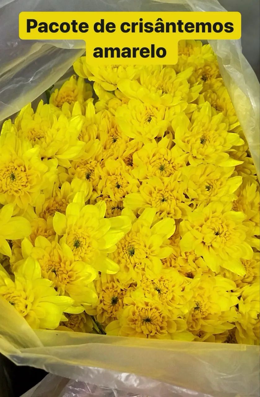 Pacote flores do campo  - Foto 5