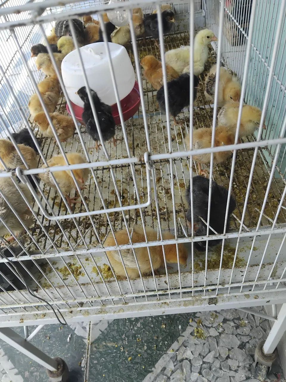 Aves