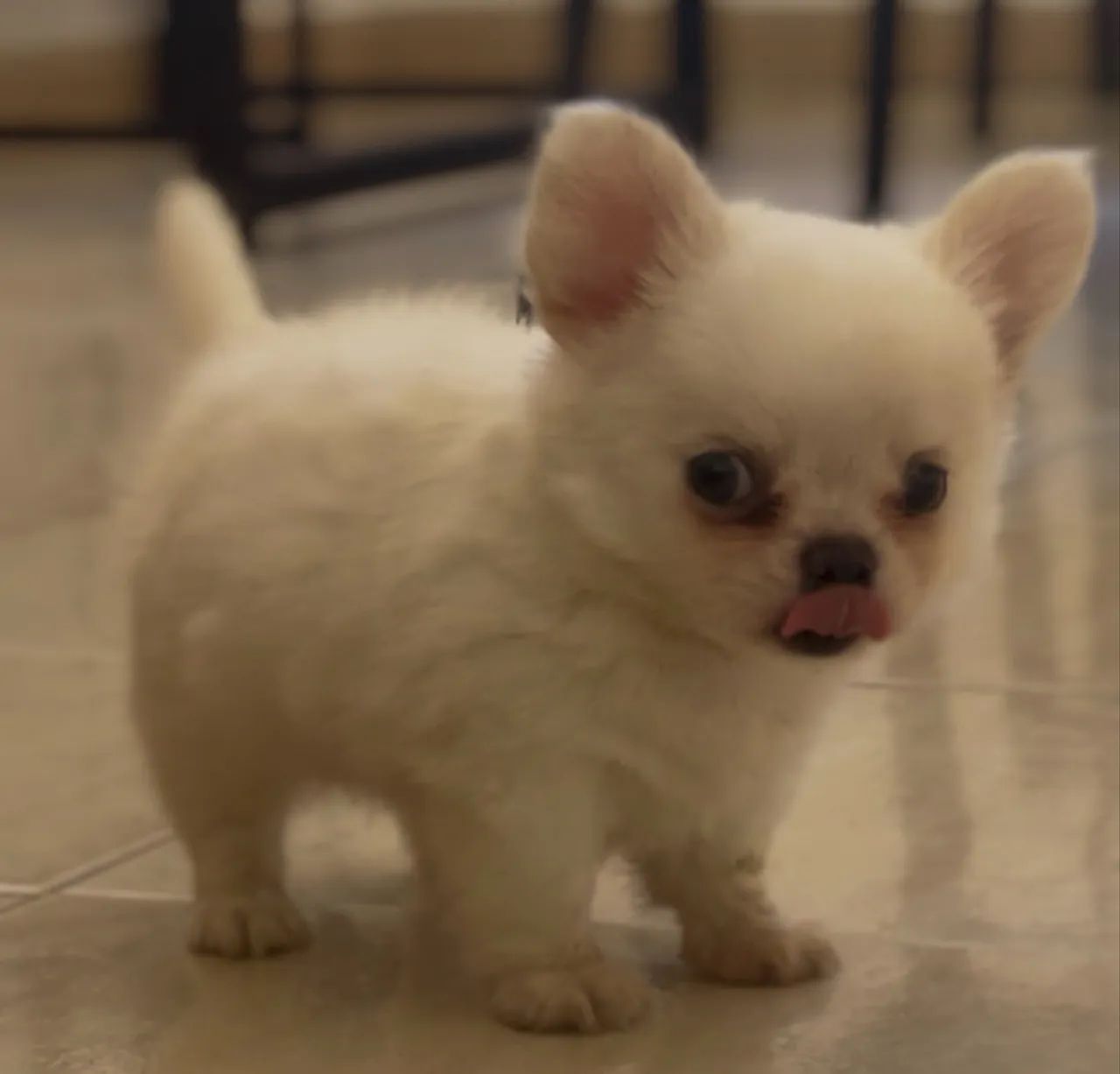 Chihuahua macho - Foto 2