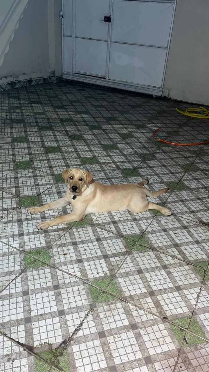 Labrador com 7M - Foto 2