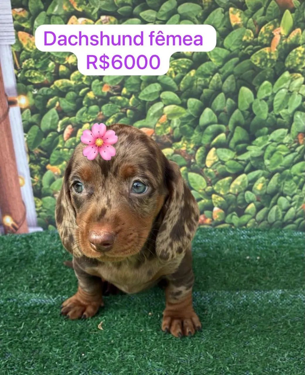 Dachshund fêmea  - Foto 2
