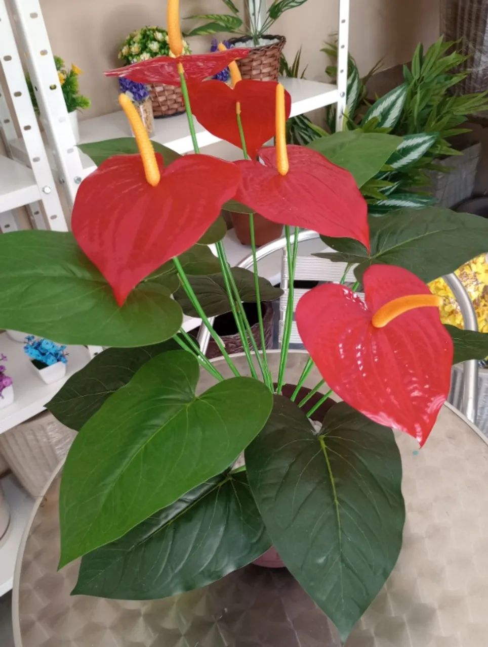 anturio vermelho - Foto 2