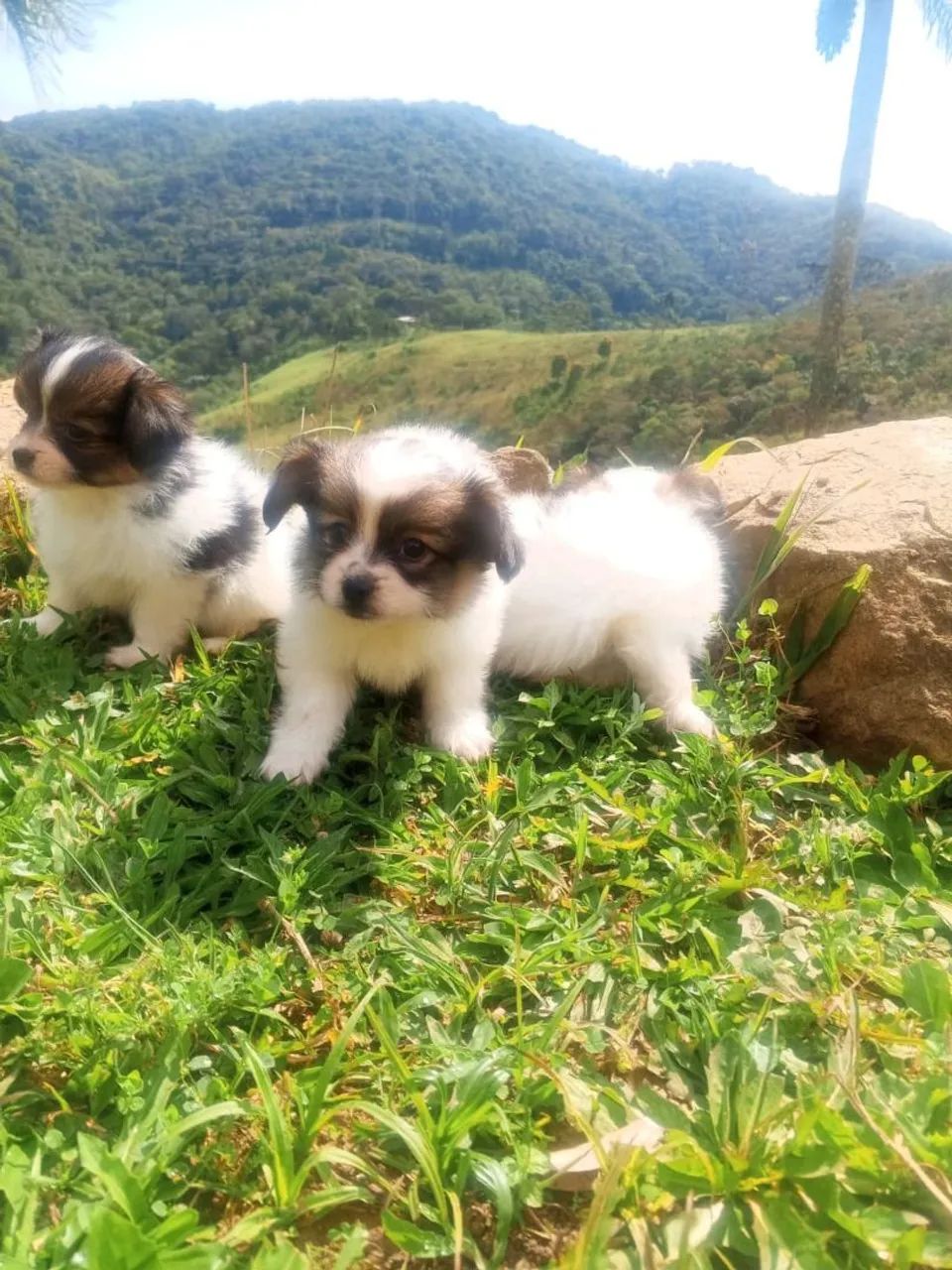 Papillon excelente linhagem  - Foto 3