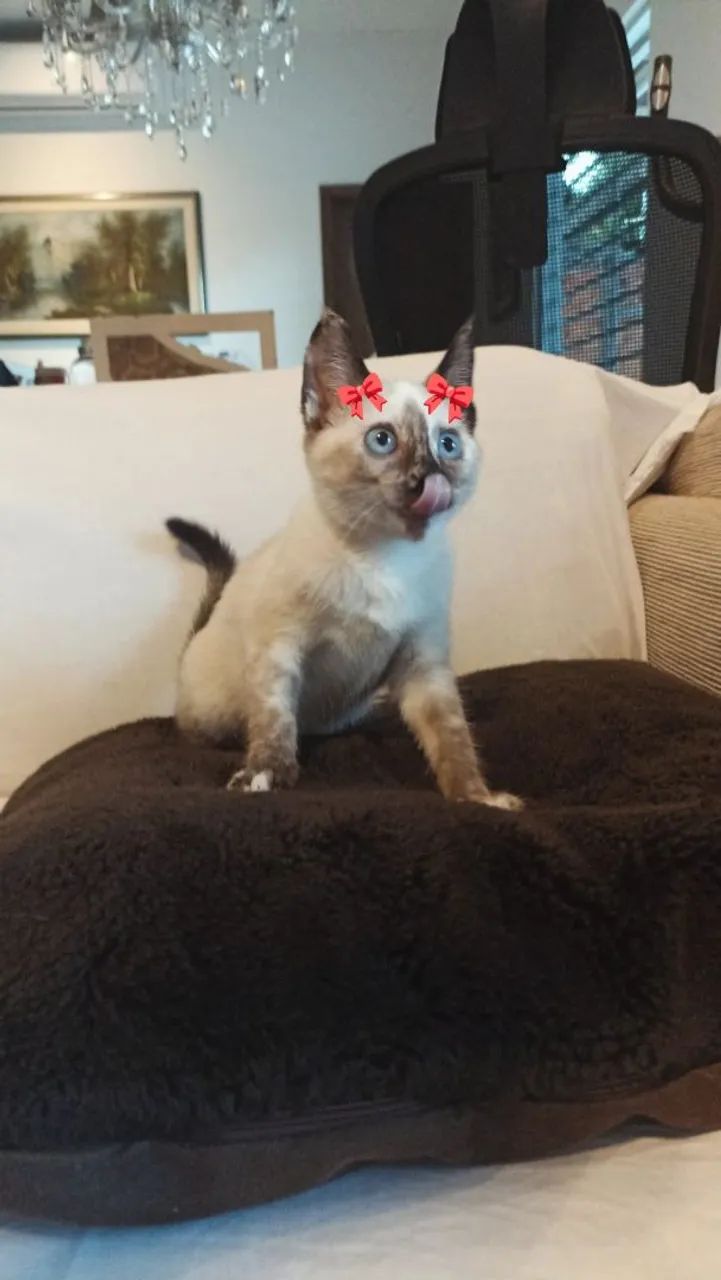 Doação responsável 