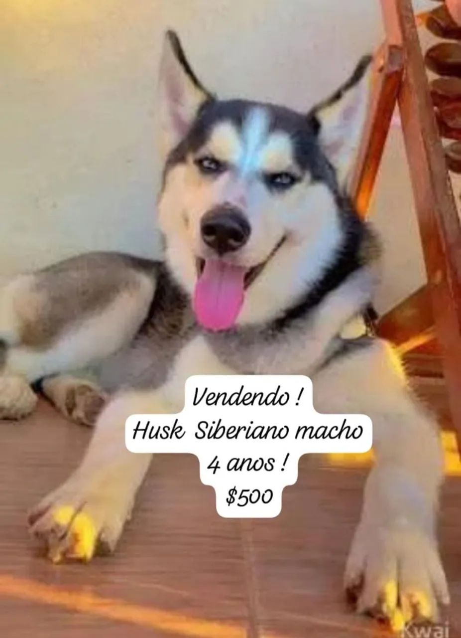 Husky Siberiano  - Foto 2