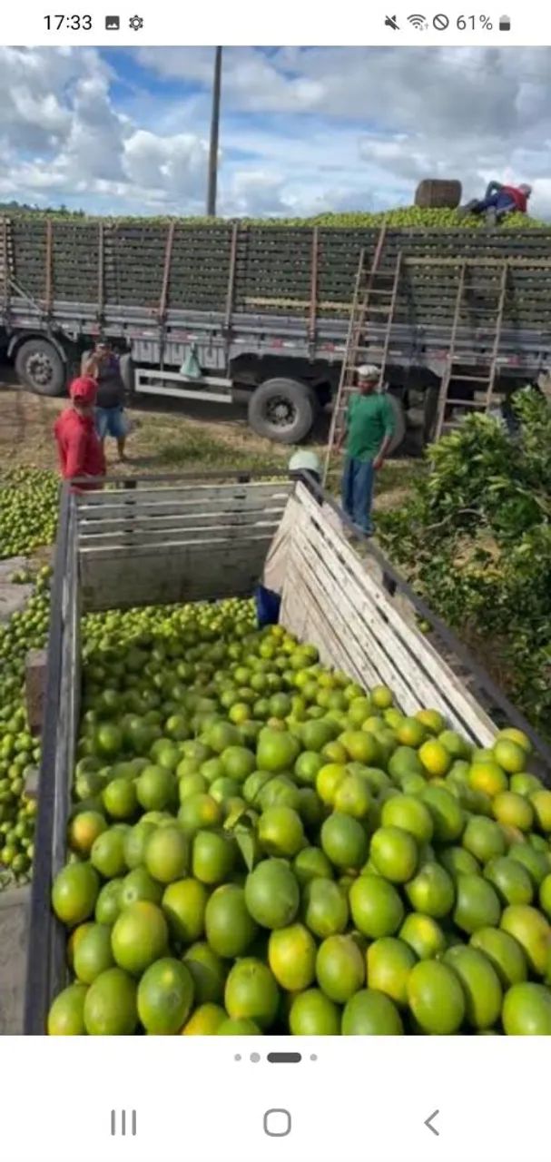 Laranja pera - Foto 4