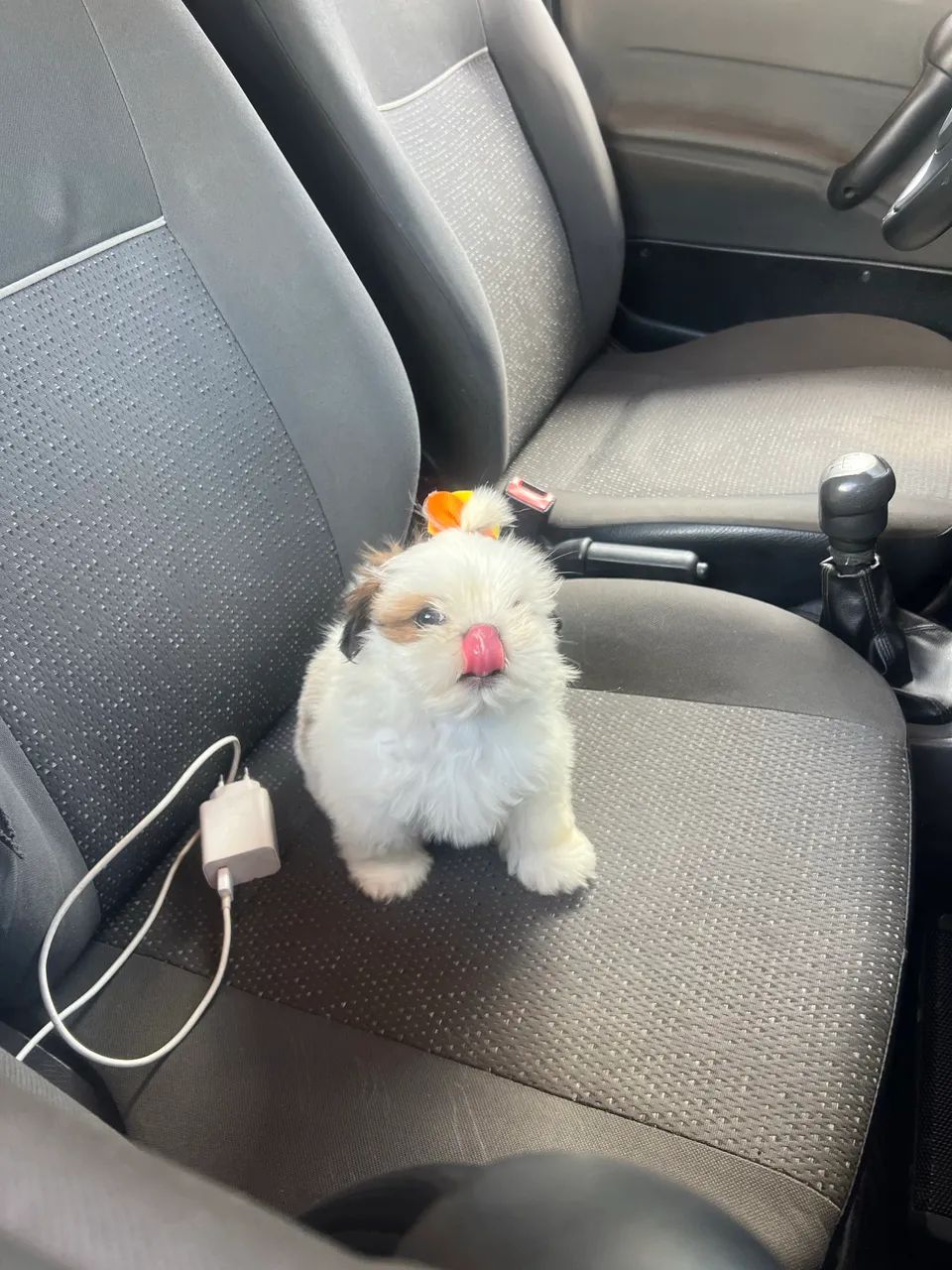 Shih Tzu fêmea micro  - Foto 2