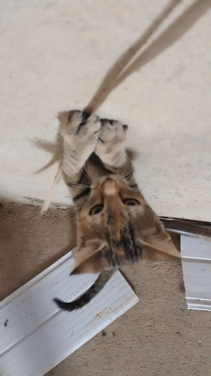 Linda gatinha (3 meses)  para adoção  - Foto 4