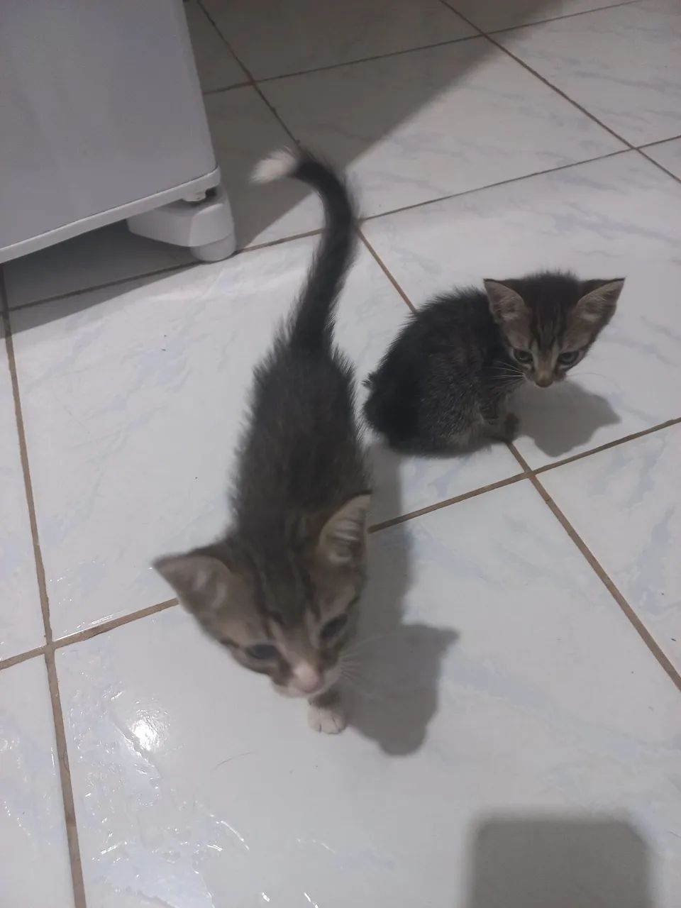 Gato