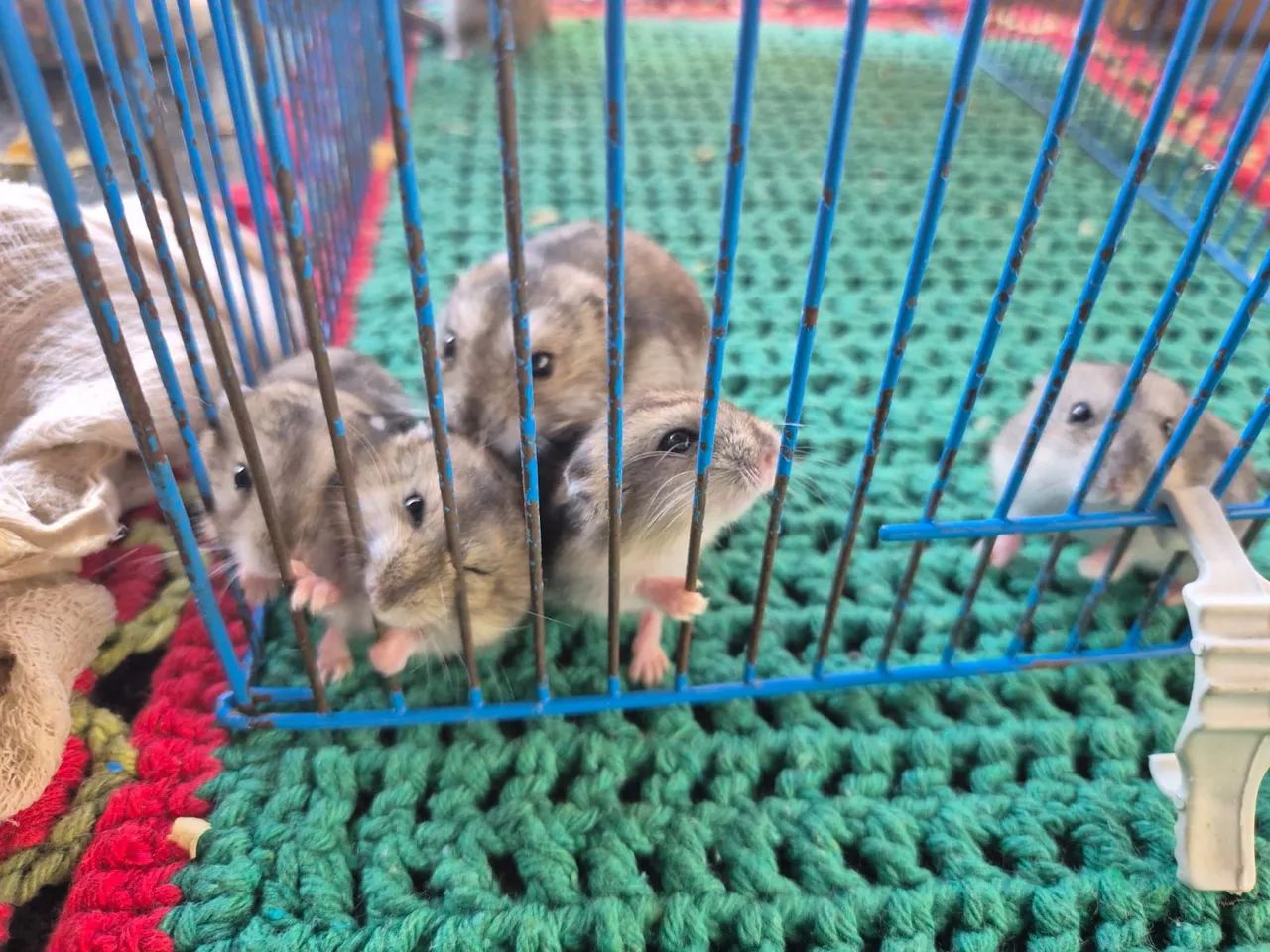 Hamster  - Foto 5