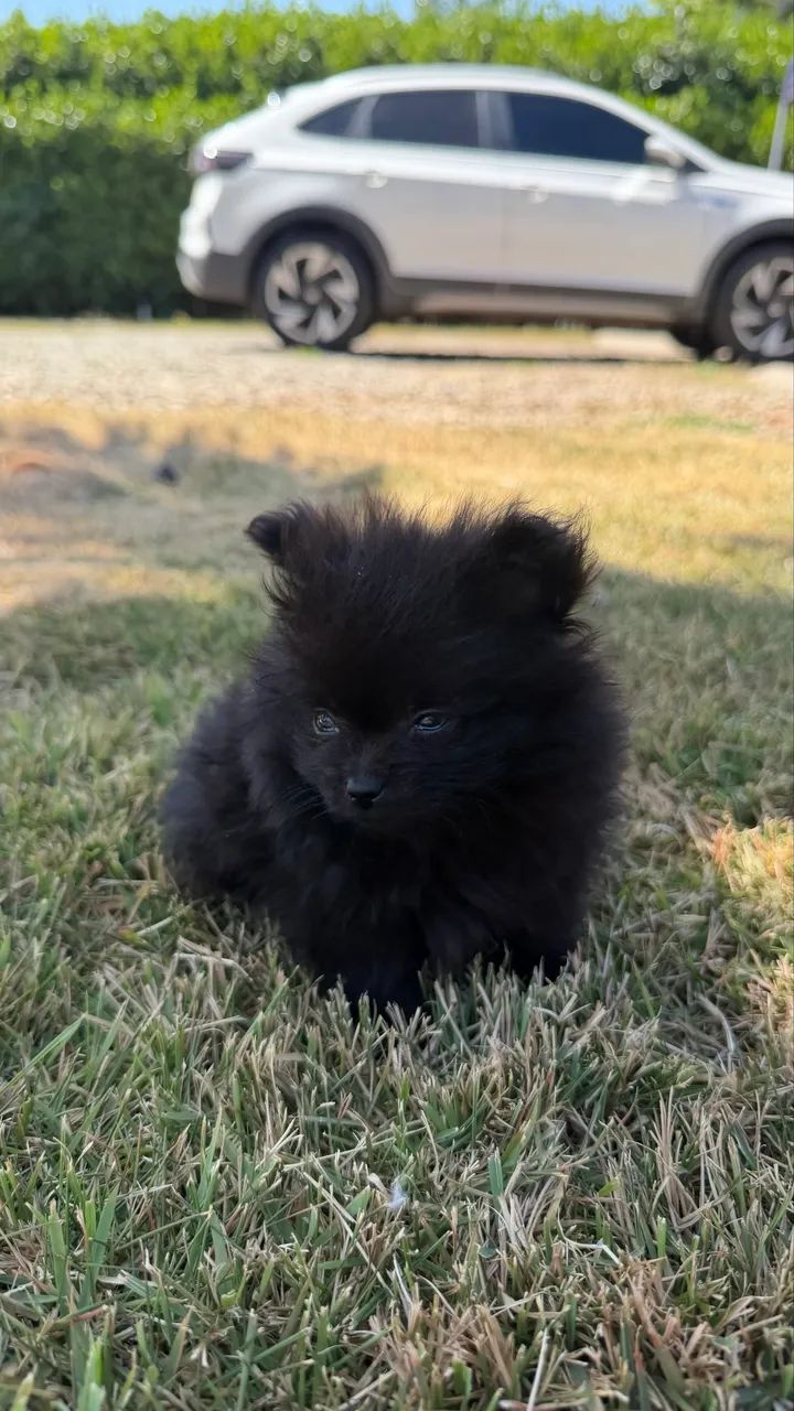 Lulu da pomerania - Foto 3