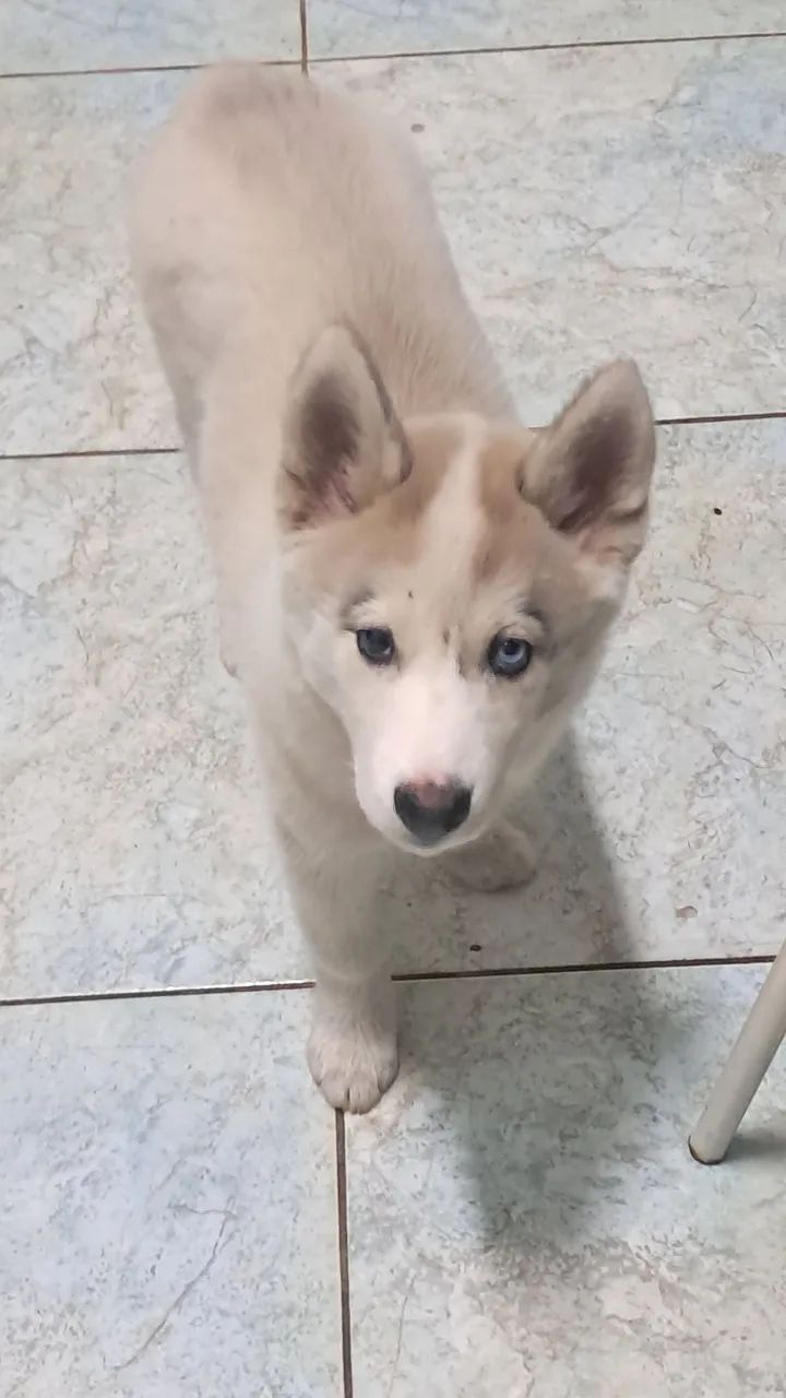 Fêmea de Husk siberiano 