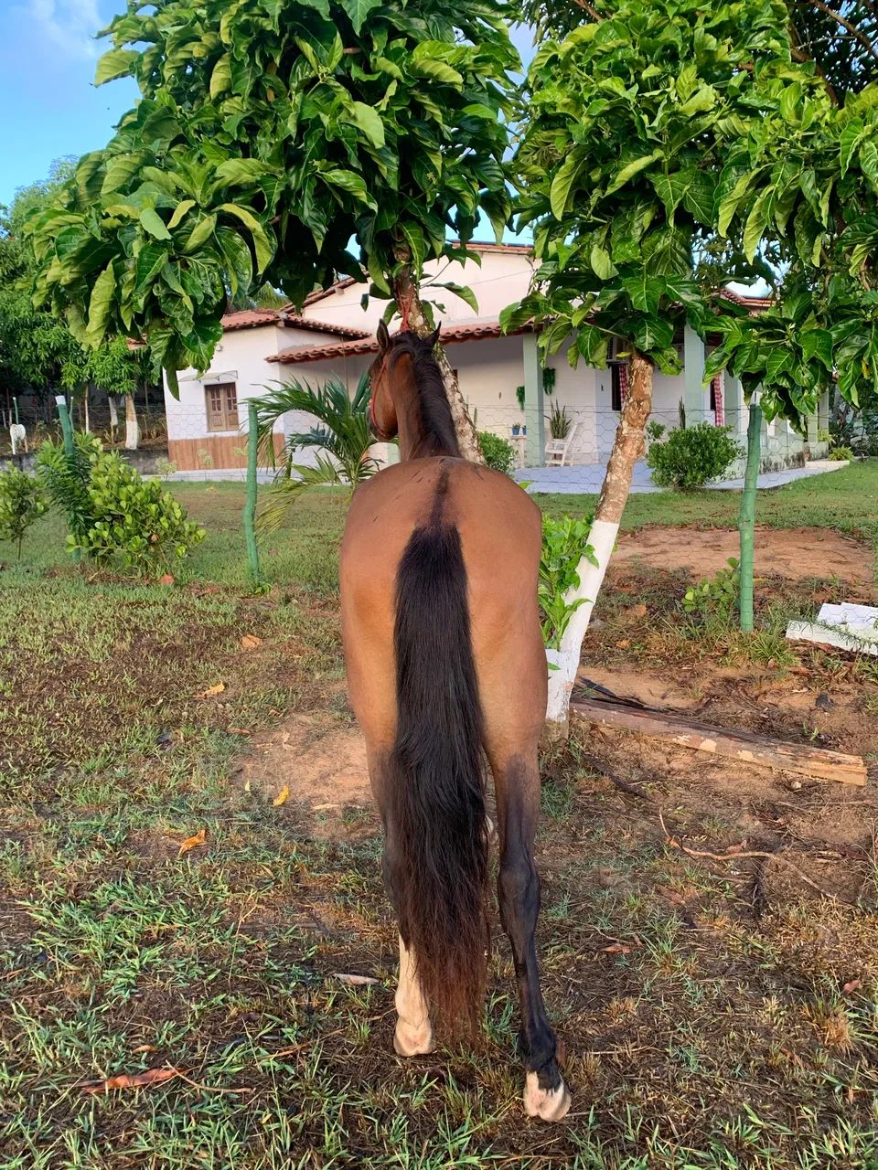 Mangalarga marchador  - Foto 3