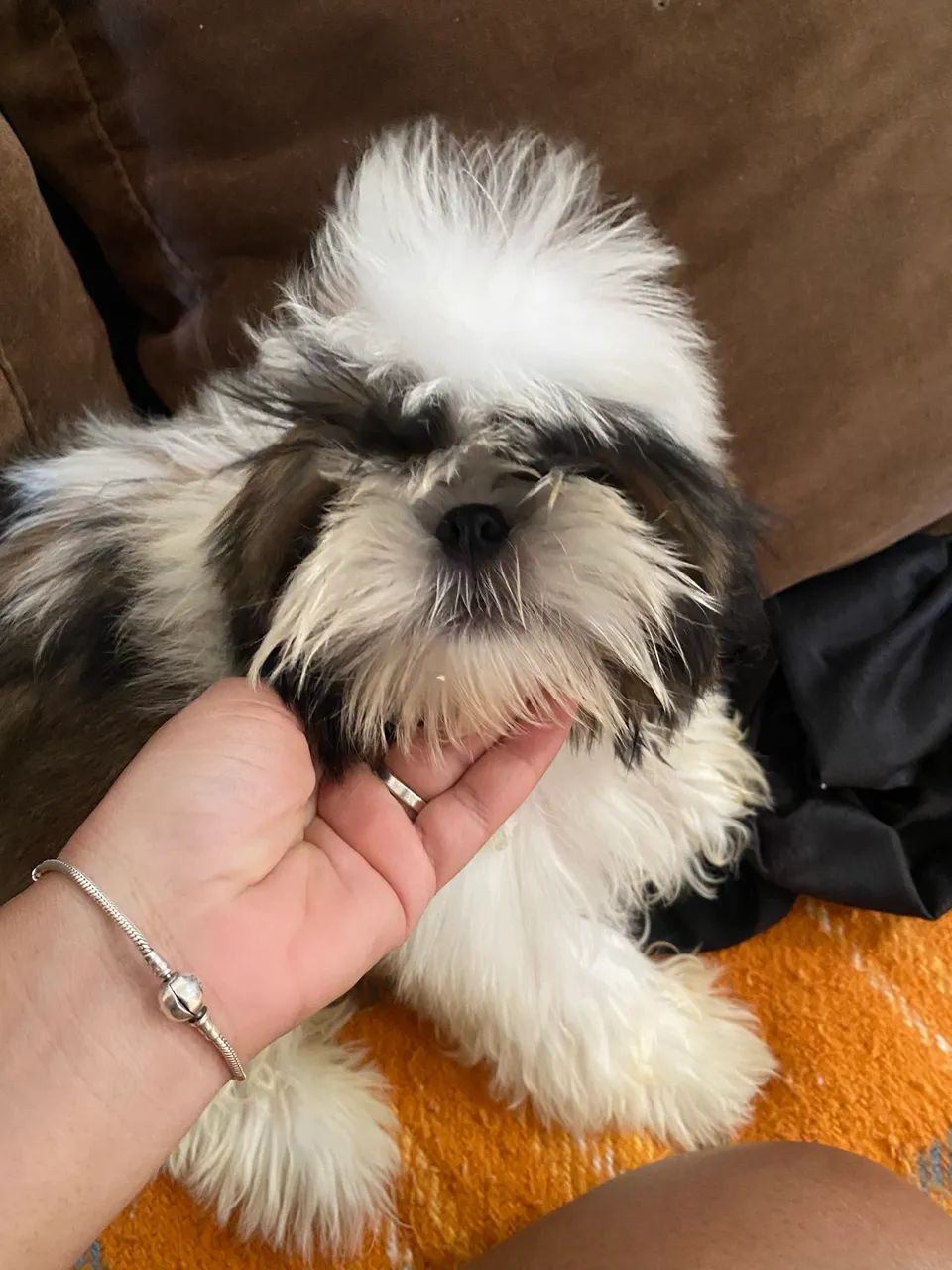 Shihtzu macho 4 meses, lindo e dócil.  - Foto 2