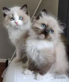 Ragdoll 
