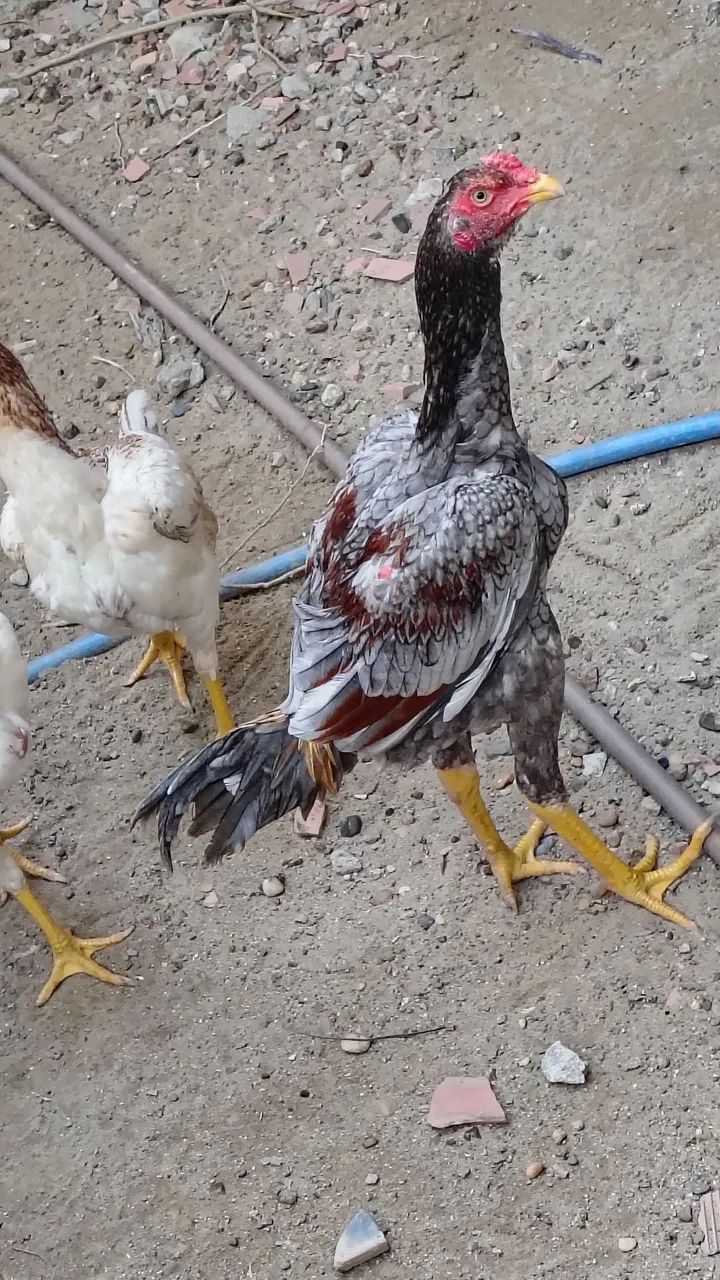 Frangos Mura com 6 meses de idade valor unitário r$ 300 - Foto 2