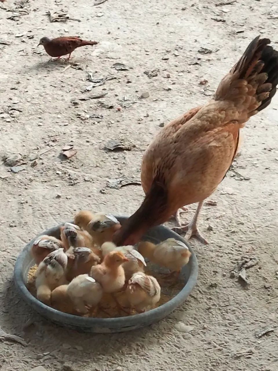 Galos e Galinhas  - Foto 5