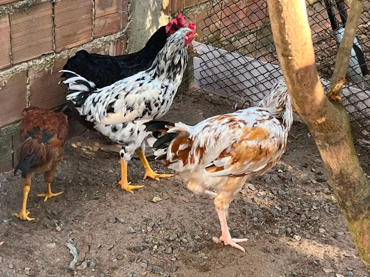 Frango de capoeira  - Foto 5