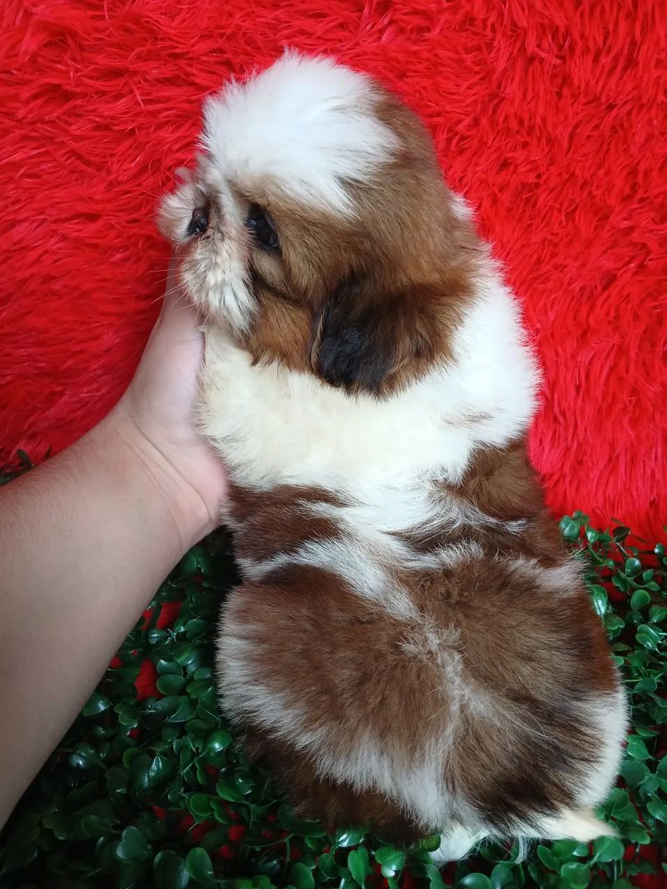Shih tzus - Foto 2