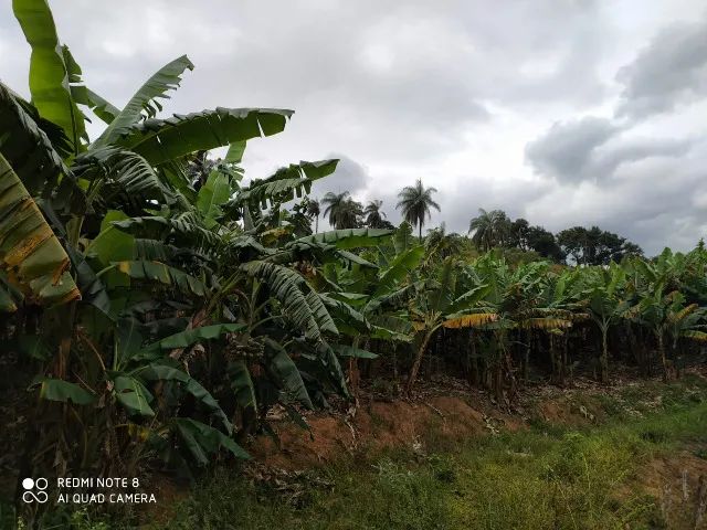 Sítio 7 hectares com cachoeira e nascente, casa e bananal a 82 km de BH - Foto 3