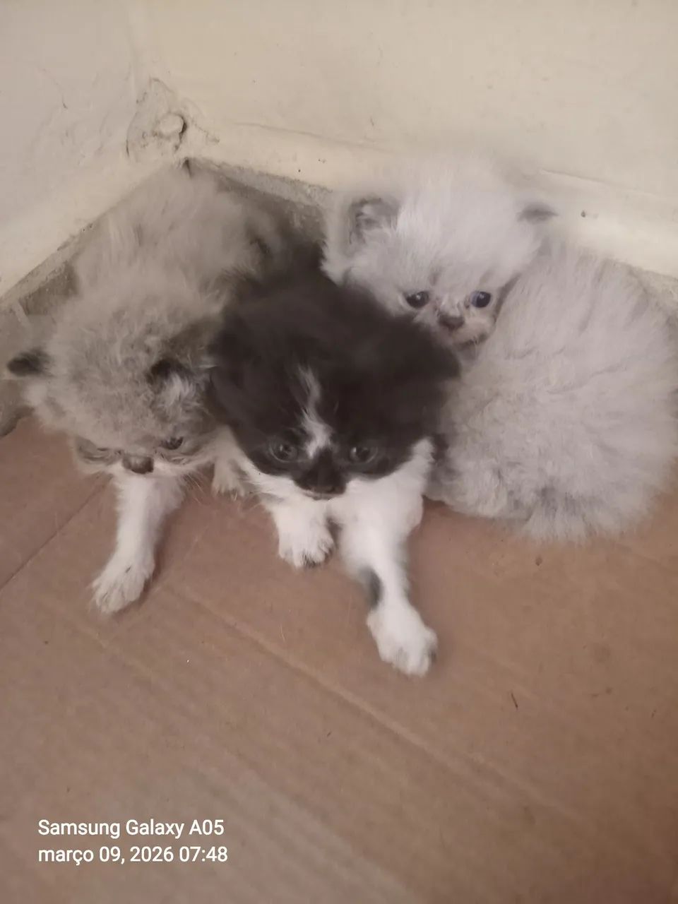 Gatinhos persa disponíveis pra venda